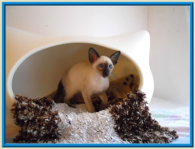 Rocheros Siamese Cat Breeder based in Cornwall, UK - We have owned and breed Siamese Cats for over 35 years. We sometimes have siamese kittens for sale to loving permanent pet homes.- http://www.rocheros.co.uk