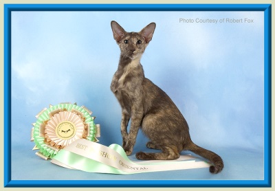 Rocheros Siamese Cat Breeder based in Cornwall, UK - We have owned and breed Siamese Cats for over 35 years. We sometimes have siamese kittens for sale to loving permanent pet homes.- http://www.rocheros.co.uk