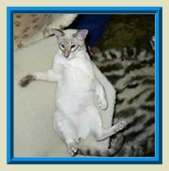 Rocheros Siamese Cat Breeder based in Cornwall, UK - We have owned and breed Siamese Cats for over 35 years. We sometimes have siamese kittens for sale to loving permanent pet homes.- http://www.rocheros.co.uk