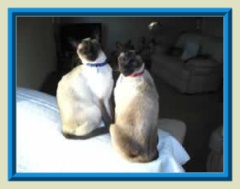 Rocheros Siamese Cat Breeder based in Cornwall, UK - We have owned and breed Siamese Cats for over 35 years. We sometimes have siamese kittens for sale to loving permanent pet homes.- http://www.rocheros.co.uk