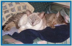 Rocheros Siamese Cat Breeder based in Cornwall, UK - We have owned and breed Siamese Cats for over 35 years. We sometimes have siamese kittens for sale to loving permanent pet homes.- http://www.rocheros.co.uk