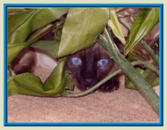 Rocheros Siamese Cat Breeder based in Cornwall, UK - We have owned and breed Siamese Cats for over 35 years. We sometimes have siamese kittens for sale to loving permanent pet homes.- http://www.rocheros.co.uk