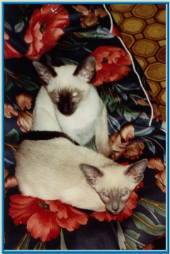 Rocheros Siamese Cat Breeder based in Cornwall, UK - We have owned and breed Siamese Cats for over 35 years. We sometimes have siamese kittens for sale to loving permanent pet homes.- http://www.rocheros.co.uk