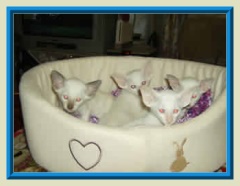 Rocheros Siamese Cat Breeder based in Cornwall, UK - We have owned and breed Siamese Cats for over 35 years. We sometimes have siamese kittens for sale to loving permanent pet homes.- http://www.rocheros.co.uk