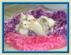 Rocheros Siamese Cat Breeder based in Cornwall, UK - We have owned and breed Siamese Cats for over 35 years. We sometimes have siamese kittens for sale to loving permanent pet homes.- http://www.rocheros.co.uk