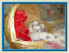 Rocheros Siamese Cat Breeder based in Cornwall, UK - We have owned and breed Siamese Cats for over 35 years. We sometimes have siamese kittens for sale to loving permanent pet homes.- http://www.rocheros.co.uk