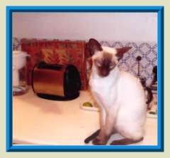 Rocheros Siamese Cat Breeder based in Cornwall, UK - We have owned and breed Siamese Cats for over 35 years. We sometimes have siamese kittens for sale to loving permanent pet homes.- http://www.rocheros.co.uk