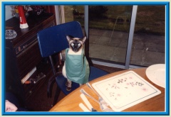 Rocheros Siamese Cat Breeder based in Cornwall, UK - We have owned and breed Siamese Cats for over 35 years. We sometimes have siamese kittens for sale to loving permanent pet homes.- http://www.rocheros.co.uk