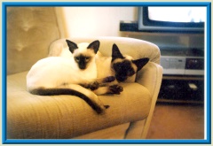 Rocheros Siamese Cat Breeder based in Cornwall, UK - We have owned and breed Siamese Cats for over 35 years. We sometimes have siamese kittens for sale to loving permanent pet homes.- http://www.rocheros.co.uk