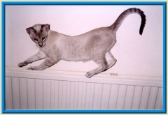 Rocheros Siamese Cat Breeder based in Cornwall, UK - We have owned and breed Siamese Cats for over 35 years. We sometimes have siamese kittens for sale to loving permanent pet homes.- http://www.rocheros.co.uk