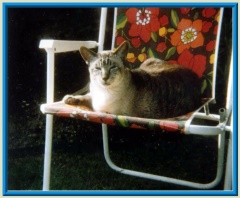 Rocheros Siamese Cat Breeder based in Cornwall, UK - We have owned and breed Siamese Cats for over 35 years. We sometimes have siamese kittens for sale to loving permanent pet homes.- http://www.rocheros.co.uk