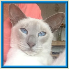 Rocheros Siamese Cat Breeder based in Cornwall, UK - We have owned and breed Siamese Cats for over 35 years. We sometimes have siamese kittens for sale to loving permanent pet homes.- http://www.rocheros.co.uk