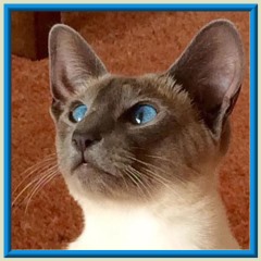 Rocheros Siamese Cat Breeder based in Cornwall, UK - We have owned and breed Siamese Cats for over 35 years. We sometimes have siamese kittens for sale to loving permanent pet homes.- http://www.rocheros.co.uk