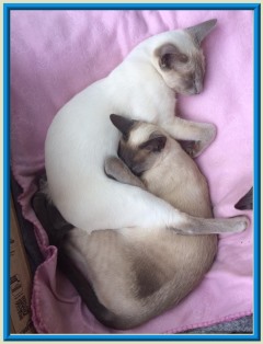 Rocheros Siamese Cat Breeder based in Cornwall, UK - We have owned and breed Siamese Cats for over 35 years. We sometimes have siamese kittens for sale to loving permanent pet homes.- http://www.rocheros.co.uk