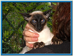 Rocheros Siamese Cat Breeder based in Cornwall, UK - We have owned and breed Siamese Cats for over 35 years. We sometimes have siamese kittens for sale to loving permanent pet homes.- http://www.rocheros.co.uk