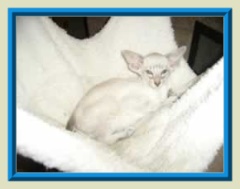 Rocheros Siamese Cat Breeder based in Cornwall, UK - We have owned and breed Siamese Cats for over 35 years. We sometimes have siamese kittens for sale to loving permanent pet homes.- http://www.rocheros.co.uk