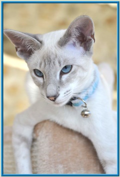 Rocheros Siamese Cat Breeder based in Cornwall, UK - We have owned and breed Siamese Cats for over 35 years. We sometimes have siamese kittens for sale to loving permanent pet homes.- http://www.rocheros.co.uk