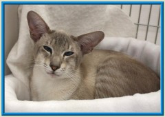 Rocheros Siamese Cat Breeder based in Cornwall, UK - We have owned and breed Siamese Cats for over 35 years. We sometimes have siamese kittens for sale to loving permanent pet homes.- http://www.rocheros.co.uk