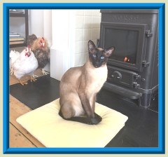 Rocheros Siamese Cat Breeder based in Cornwall, UK - We have owned and breed Siamese Cats for over 35 years. We sometimes have siamese kittens for sale to loving permanent pet homes.- http://www.rocheros.co.uk