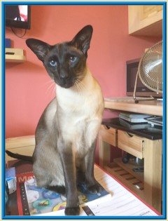 Rocheros Siamese Cat Breeder based in Cornwall, UK - We have owned and breed Siamese Cats for over 35 years. We sometimes have siamese kittens for sale to loving permanent pet homes.- http://www.rocheros.co.uk