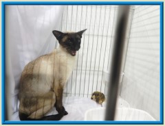 Rocheros Siamese Cat Breeder based in Cornwall, UK - We have owned and breed Siamese Cats for over 35 years. We sometimes have siamese kittens for sale to loving permanent pet homes.- http://www.rocheros.co.uk