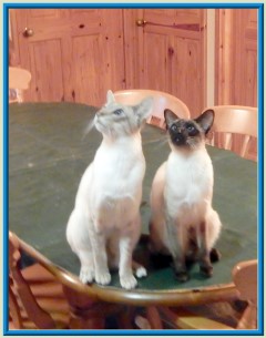 Rocheros Siamese Cat Breeder based in Cornwall, UK - We have owned and breed Siamese Cats for over 35 years. We sometimes have siamese kittens for sale to loving permanent pet homes.- http://www.rocheros.co.uk