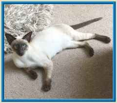 Rocheros Siamese Cat Breeder based in Cornwall, UK - We have owned and breed Siamese Cats for over 35 years. We sometimes have siamese kittens for sale to loving permanent pet homes.- http://www.rocheros.co.uk