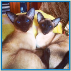 Rocheros Siamese Cat Breeder based in Cornwall, UK - We have owned and breed Siamese Cats for over 35 years. We sometimes have siamese kittens for sale to loving permanent pet homes.- http://www.rocheros.co.uk