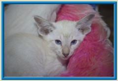 Rocheros Siamese Cat Breeder based in Cornwall, UK - We have owned and breed Siamese Cats for over 35 years. We sometimes have siamese kittens for sale to loving permanent pet homes.- http://www.rocheros.co.uk