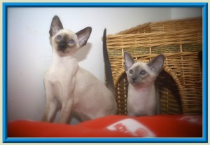 Rocheros Siamese Cat Breeder based in Cornwall, UK - We have owned and breed Siamese Cats for over 35 years. We sometimes have siamese kittens for sale to loving permanent pet homes.- http://www.rocheros.co.uk