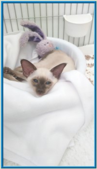 Rocheros Siamese Cat Breeder based in Cornwall, UK - We have owned and breed Siamese Cats for over 35 years. We sometimes have siamese kittens for sale to loving permanent pet homes.- http://www.rocheros.co.uk