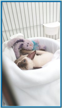Rocheros Siamese Cat Breeder based in Cornwall, UK - We have owned and breed Siamese Cats for over 35 years. We sometimes have siamese kittens for sale to loving permanent pet homes.- http://www.rocheros.co.uk