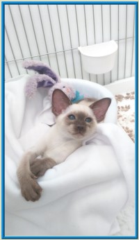 Rocheros Siamese Cat Breeder based in Cornwall, UK - We have owned and breed Siamese Cats for over 35 years. We sometimes have siamese kittens for sale to loving permanent pet homes.- http://www.rocheros.co.uk