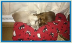 Rocheros Siamese Cat Breeder based in Cornwall, UK - We have owned and breed Siamese Cats for over 35 years. We sometimes have siamese kittens for sale to loving permanent pet homes.- http://www.rocheros.co.uk